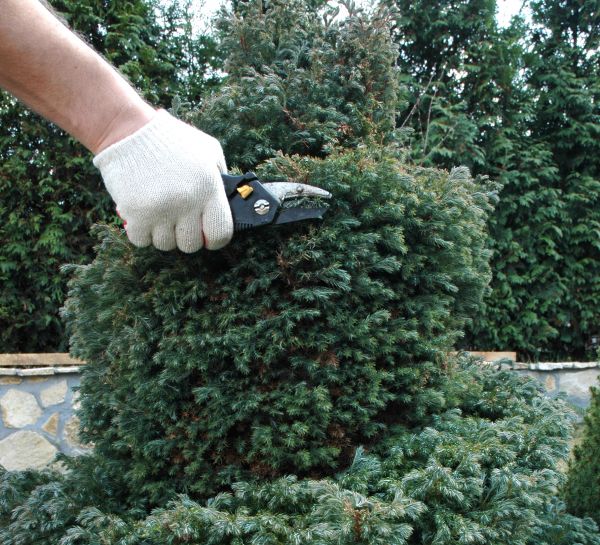 Ornamental Tree Trimming in Boston
