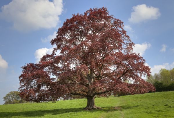 Beech Tree Pruning in Boston