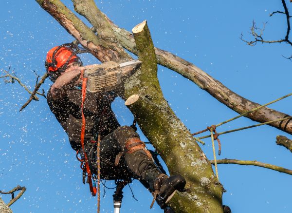 Tree Trimming Service in Boston