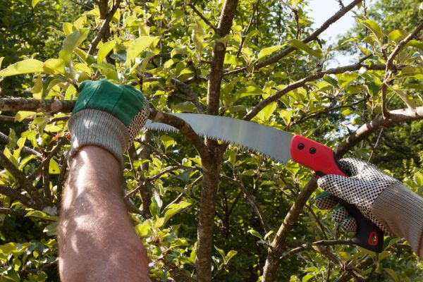 Apple Tree Trimming in Boston